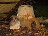 DSC05846.jpg
